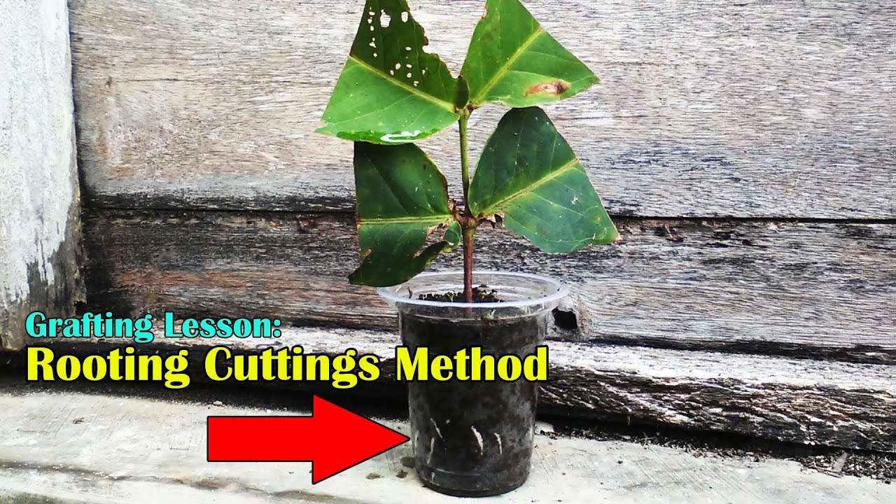 Grafting Lesson: Rooting Cuttings Method Wax Jambu