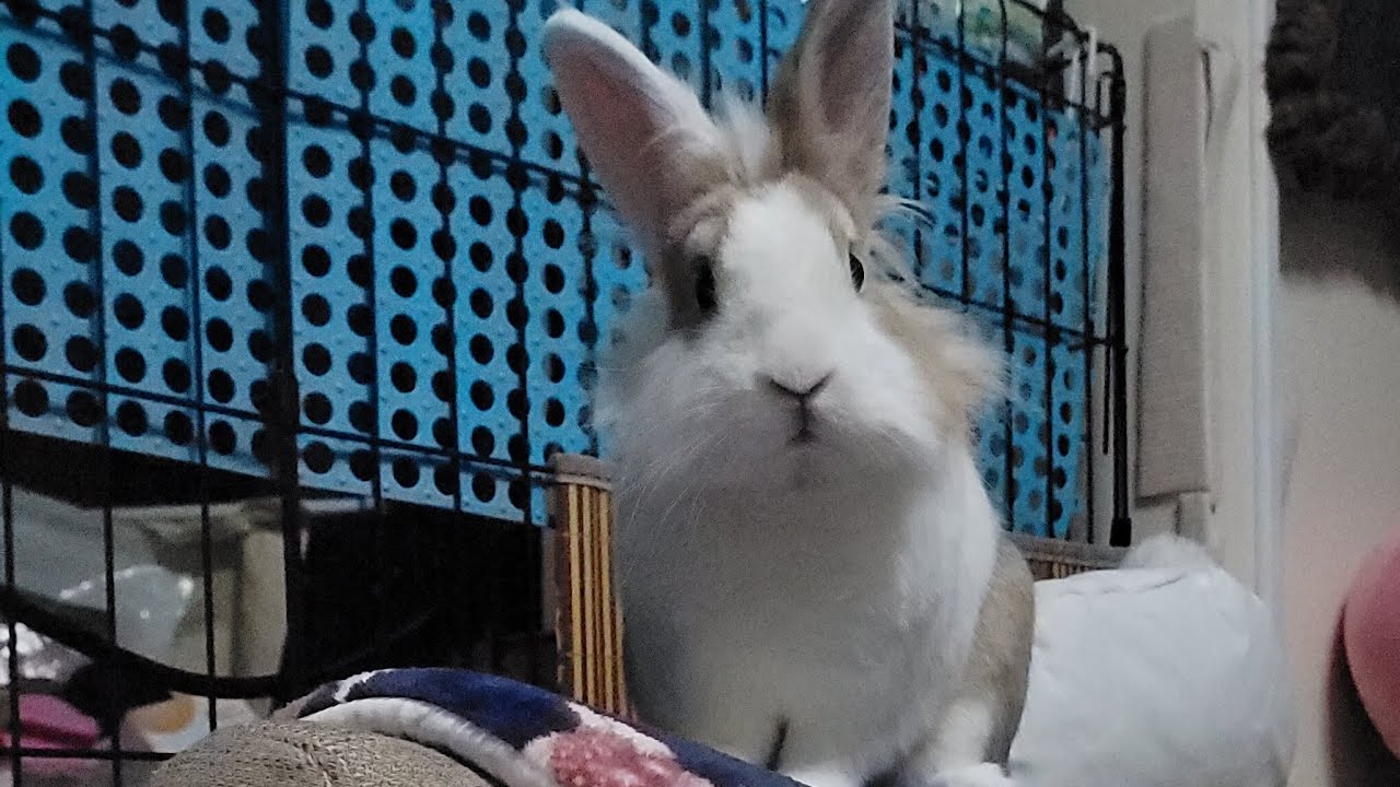 Bunny mofu is live! 24 Jan 2026 