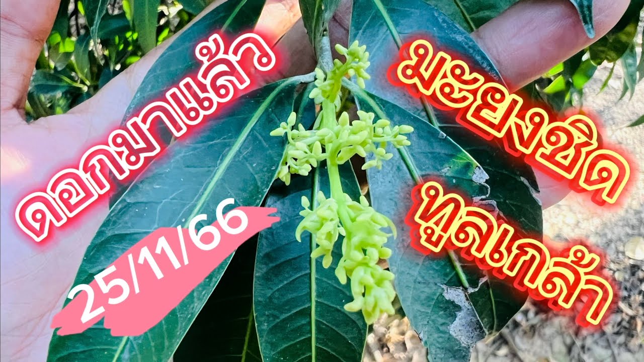 มะยงชิด ออกดอกแล้ว มาไวกว่าเดิม 12/2566