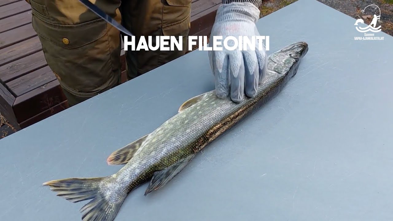 Kalastus maistuu: Hauen fileointi