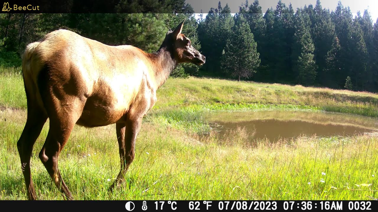Trail cams #4, Lots of Babies, July 2023