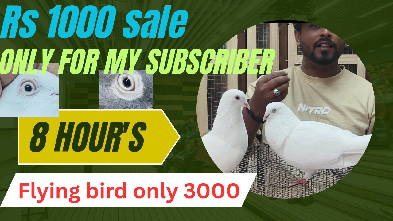 Karnataka Bangalore tournament pigeon birds sale in Best price #pura #best #tumbler #petsworld 