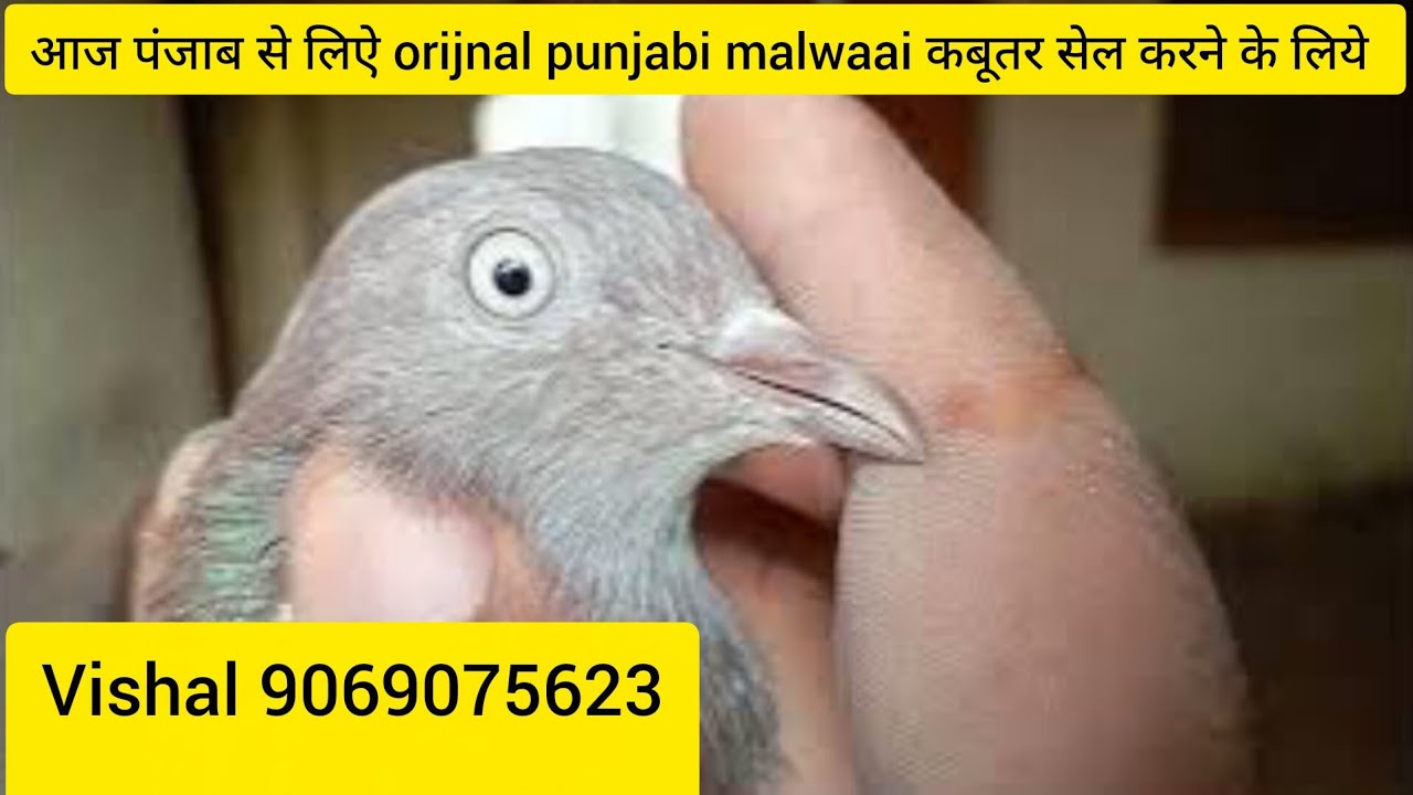 20 January 2026 आज पंजाब से लिऐ orijnal punjabi malwaai कबूतर सेल करने के लिये 