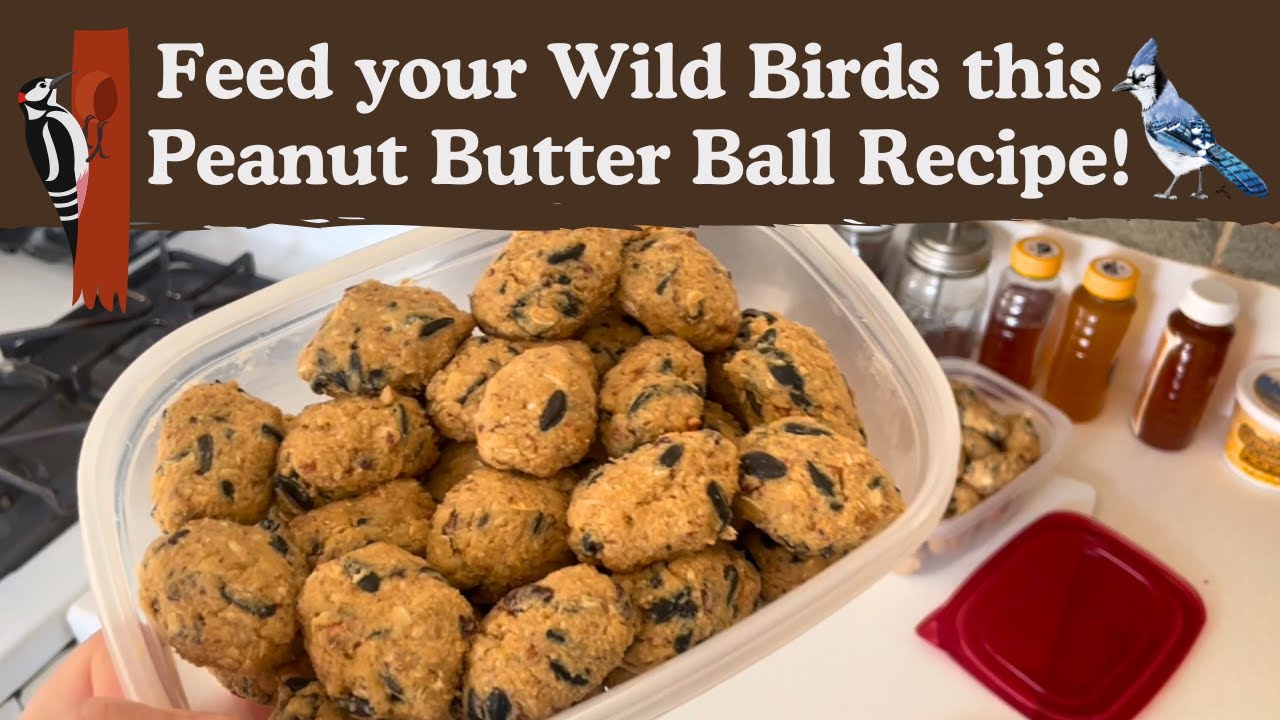 WILD BIRDS LOVE THIS PEANUT BUTTER MIXTURE! | GET THE RECIPE HERE!!
