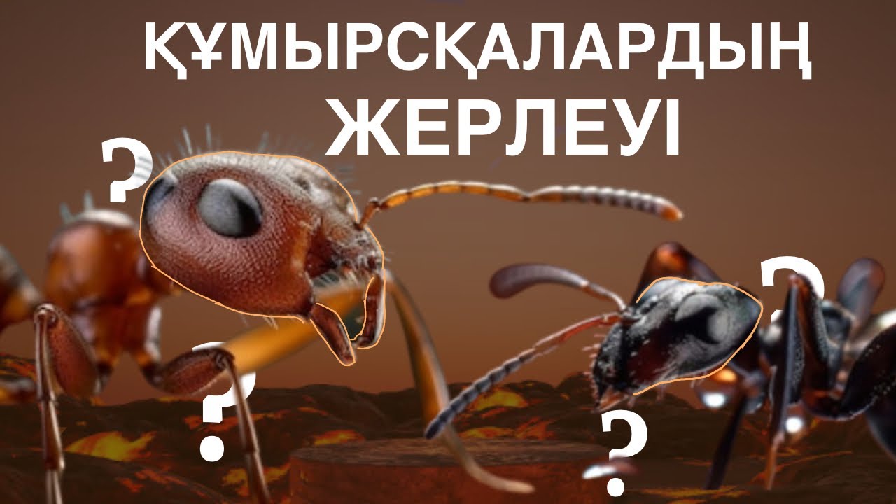 ҚҰМЫРСҚАЛАР.Олар бізден нені жасырады?