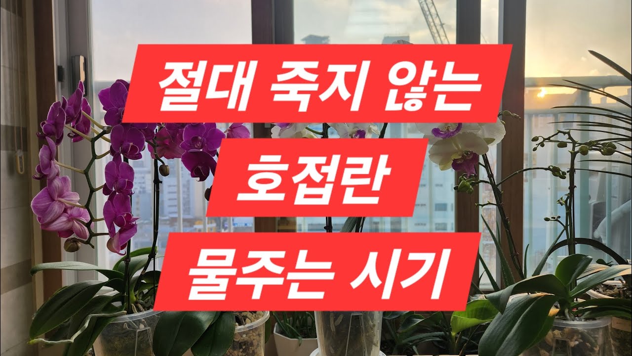 절대 죽지 않는 호접란 물주는 시기, 딱 3가지 신호만 보세요! #호접란 #호접란물주는시기