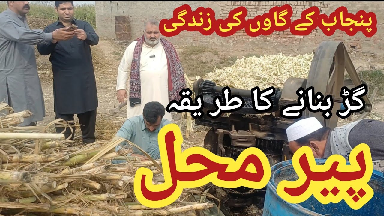 Village life in punjab |  village routine life | pir mahal punjab | how to make jaggery #travelvlog 