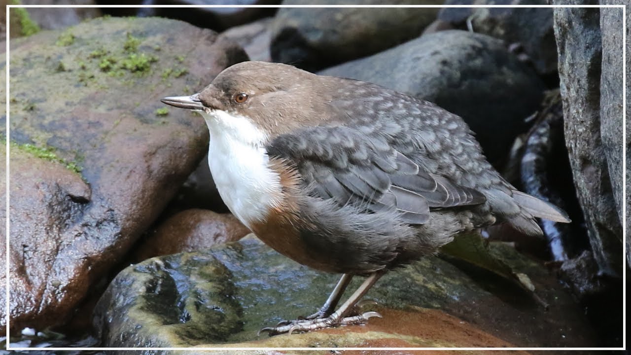 Dipper Bird; Searching for White-throated Dipper | Bird Photography and Video