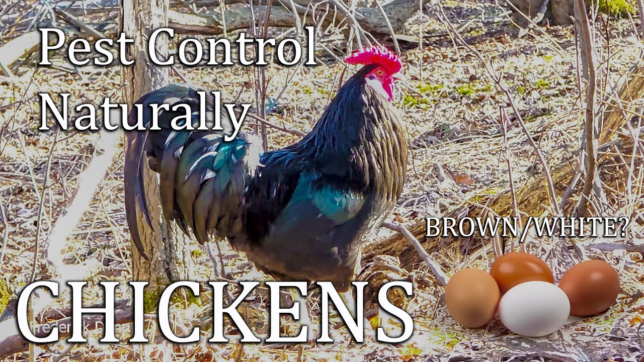 Backyard Chicken Breeds I Like, Minorca, Orpington, Barred Plymouth Rocks
