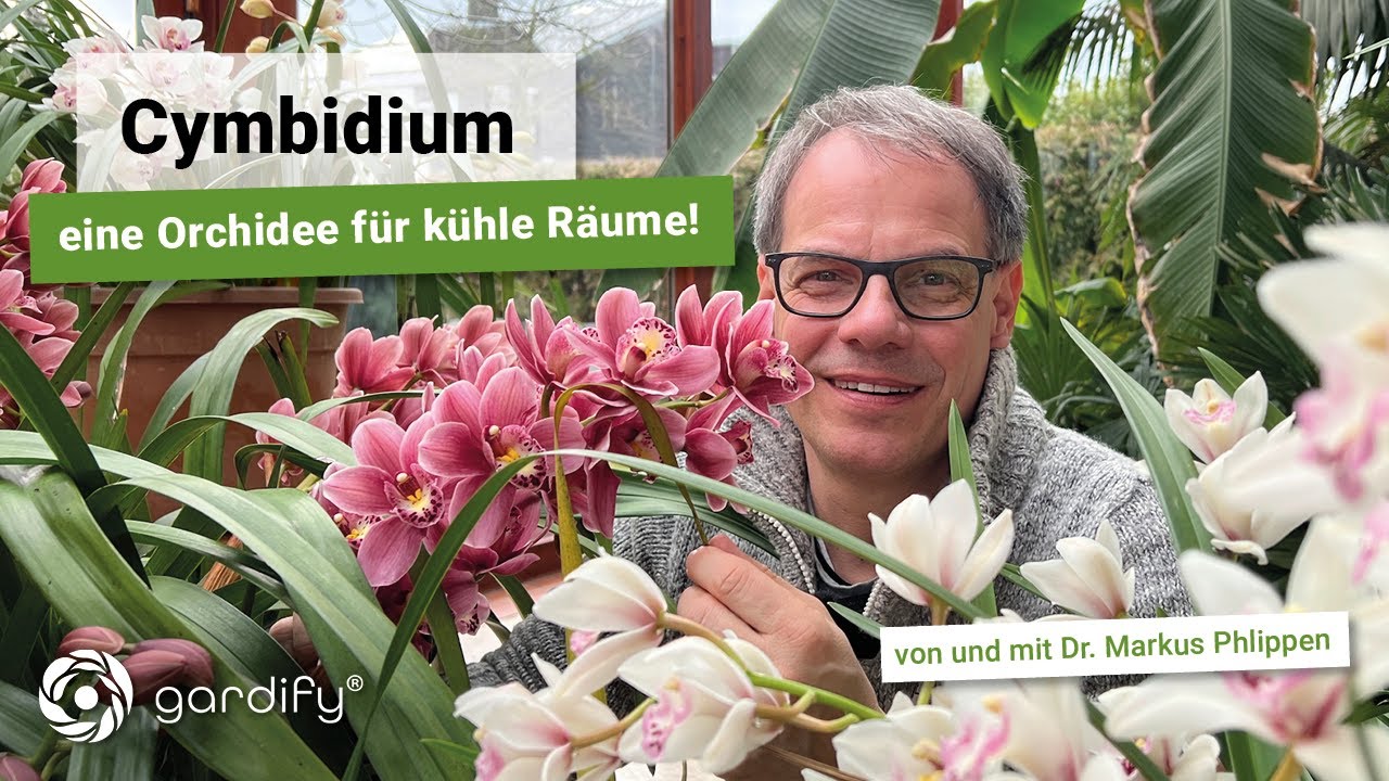 Cymbidium - Eine Orchidee für kühle Räume! Kahnorchidee, Orchid, Wintergarten | gardify Tipps