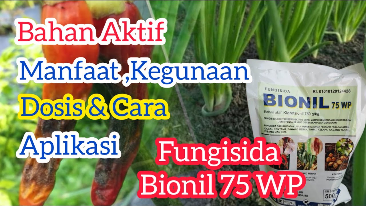 Manfaat,Dosis,Bahan Aktif Dan Cara Kerja Fungisida Bionil 75 WP.Untuuk Pencegahan Dan Perlindungan.