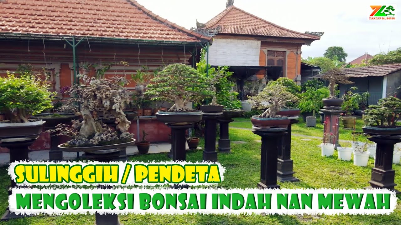 TERNYATA HOBI BONSAI TAK HANYA KALANGAN MASYARAKAT BIASA