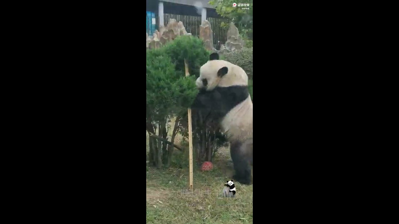 Adorable Giant Panda Jin Hu Jinhu being naughty :)
