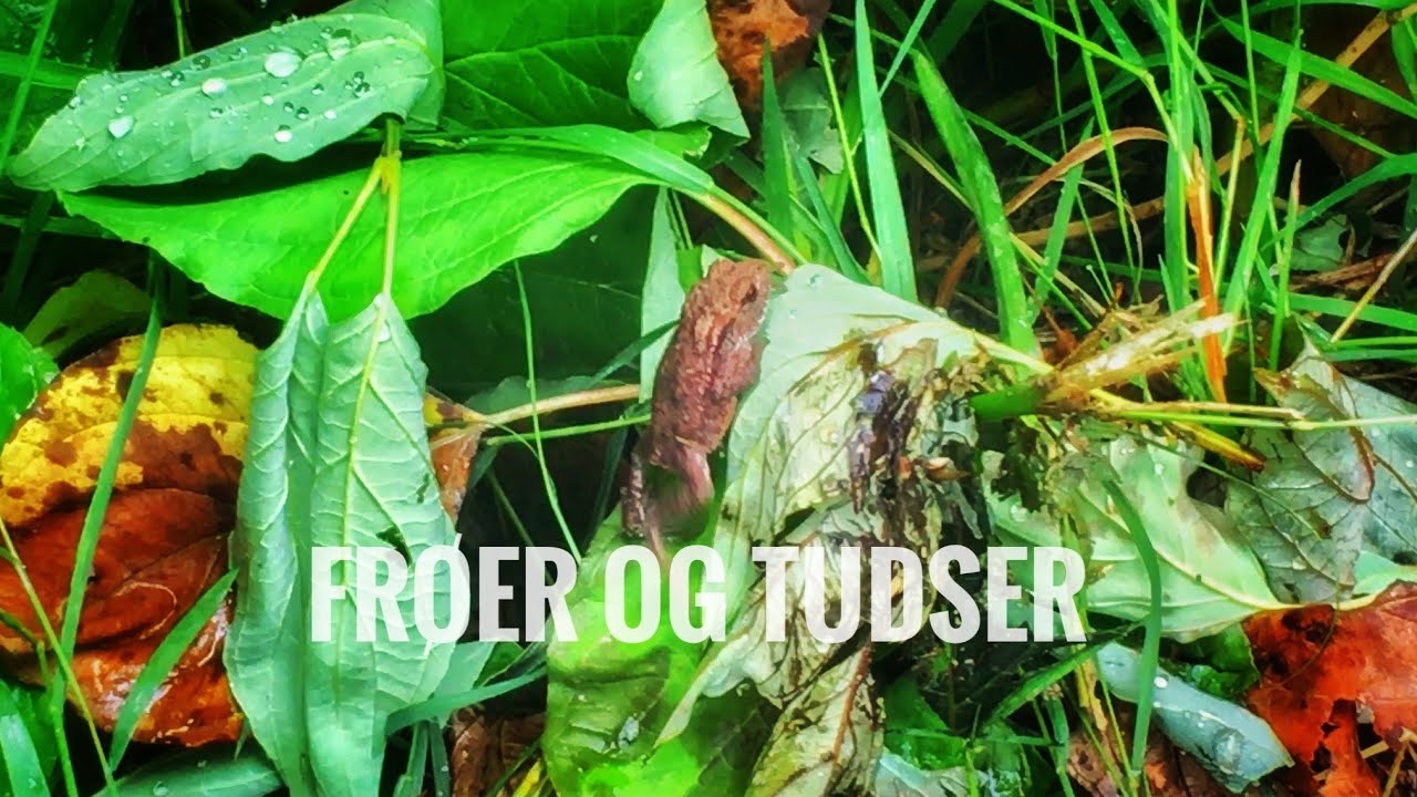 Ved Vejen - Fr&oslash;er og Tudser i Lyn&aelig;s Naturpark [ Flamme Rouge 🚩 Nature ]