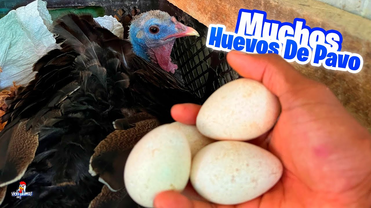 La Pava se Encluecó y le Pusimos Muchos Huevos 😱
