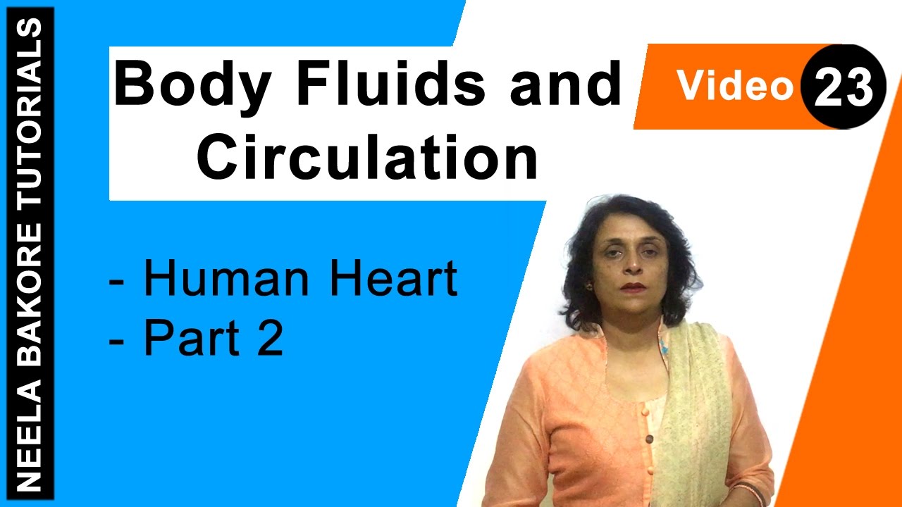 Body Fluids and Circulation | NEET | Human Heart - Part 2 | Neela Bakore Tutorials