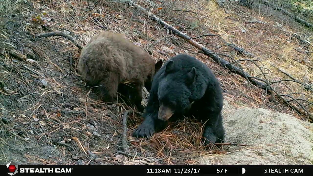 Black Bears Preparing for Hibernation