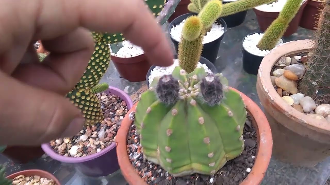 Germinação de Sementes / Coroa de Frade_ATUALIZAÇÃO