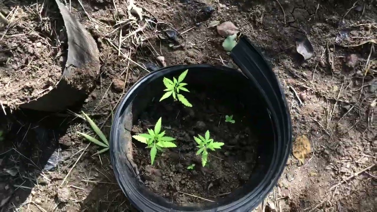 OutdoorOrganic weed sativa Indica hybrid devil time 88weed 2022 ￼