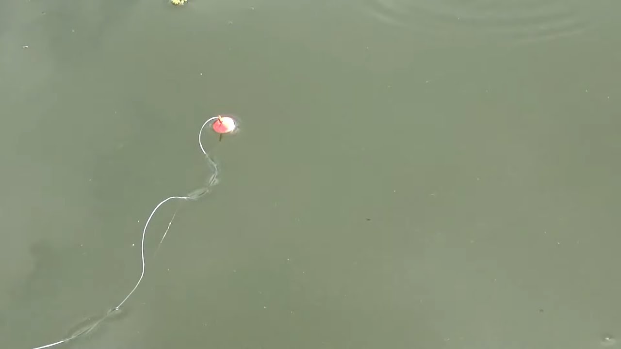 Pesca variada con ca&ntilde;a mojarrera, MOJARRIANDO  | Sentimiento Pesquero