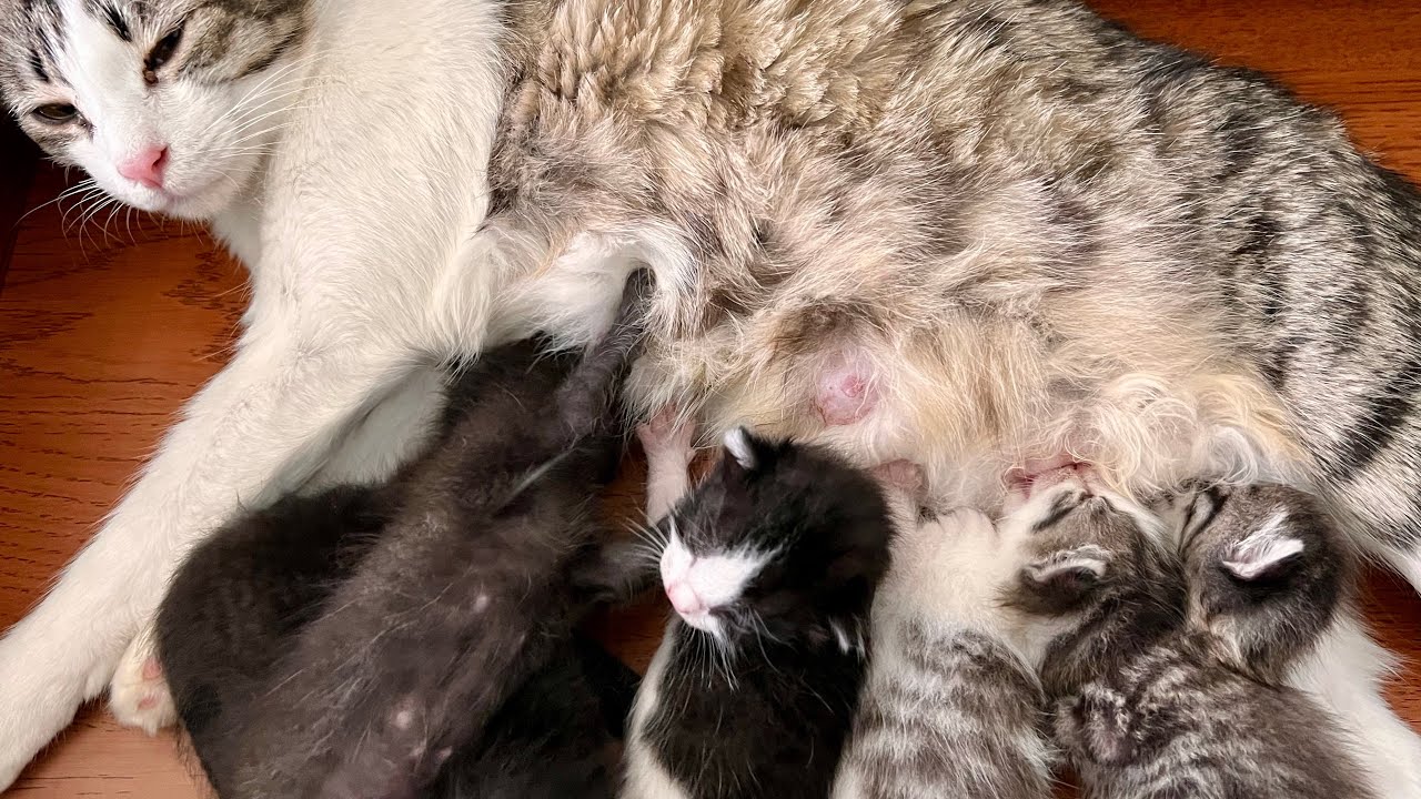 All Wants To Drink Milk At The same Time | Rescued Baby Kittens 🥹