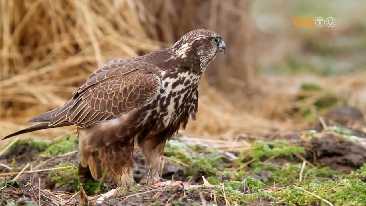 A kerecsensólymot választotta a Magyar Madártani és Természetvédelmi Egyesület idén az év madarának