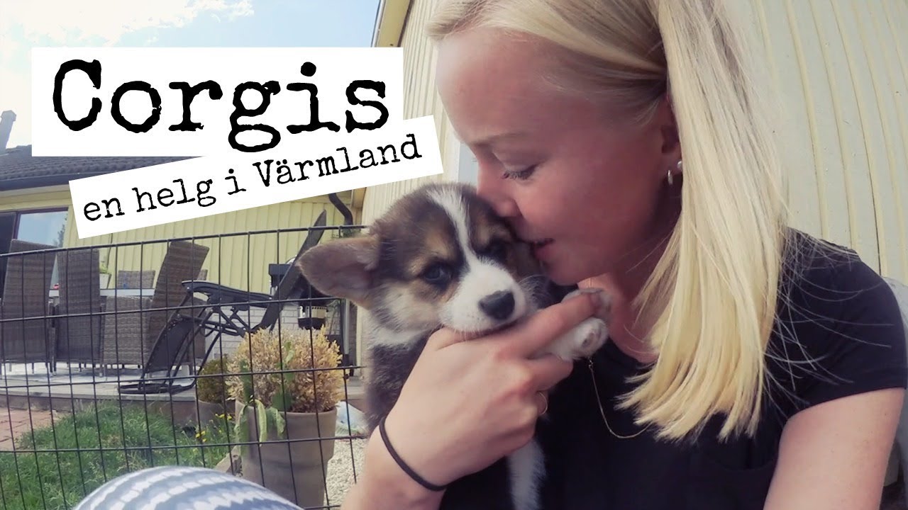 Helgvlogg - Corgis i Värmland
