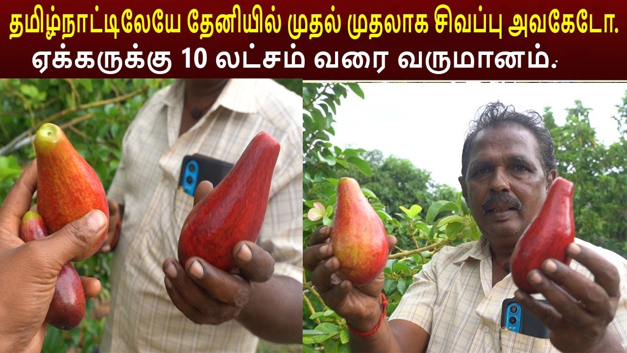 Shiv Elite Red Avocado, Avocado Farming in Tamil Nadu. Avocado in DreamLand Nursery