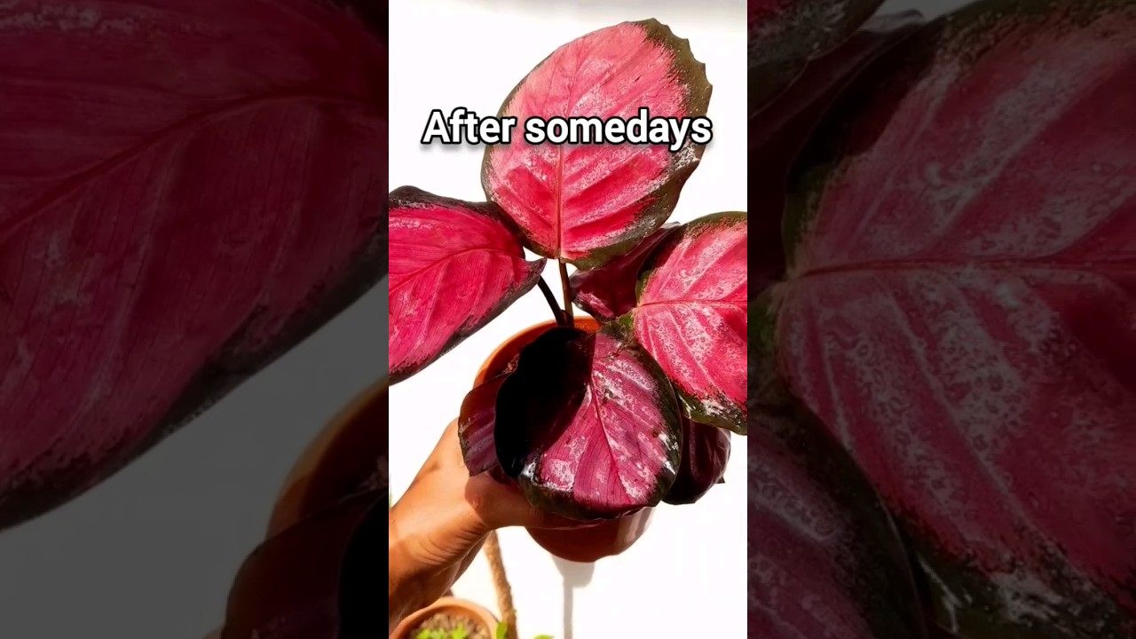 calathea roseopicta 