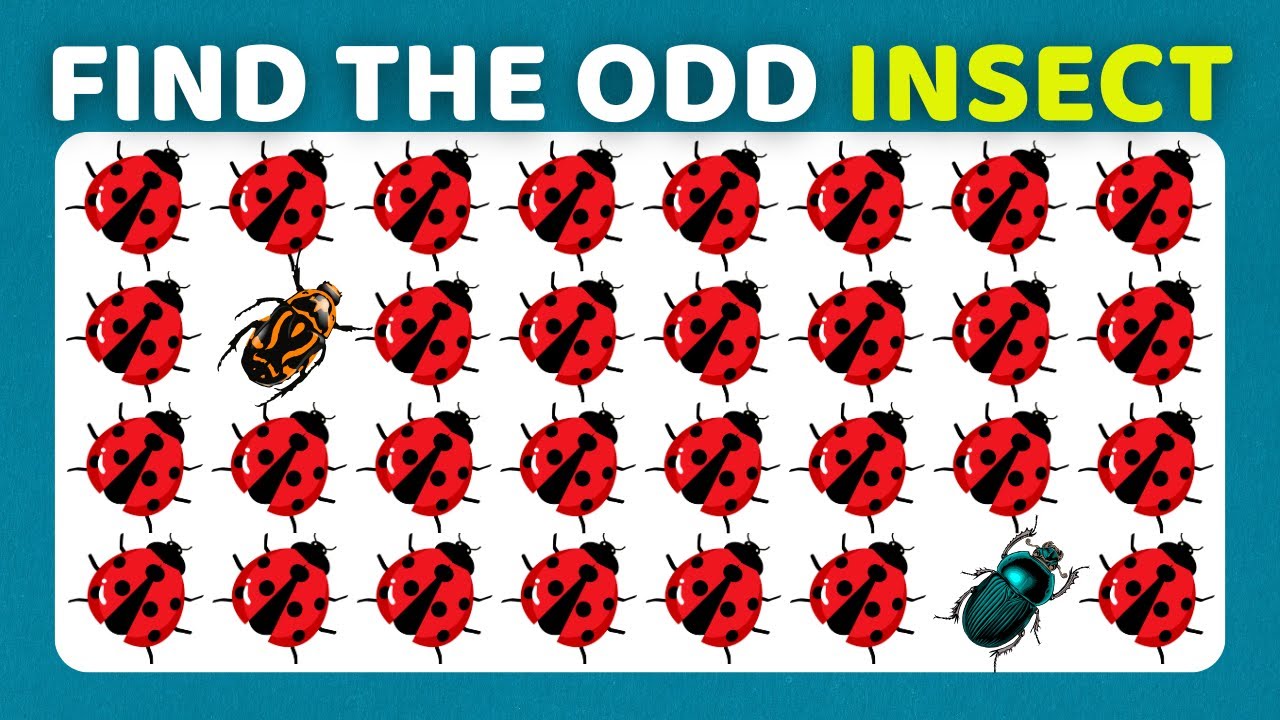 🐝🐞🦗 Насекомые: 30 максимальных уровней (лёгкий–сложный)