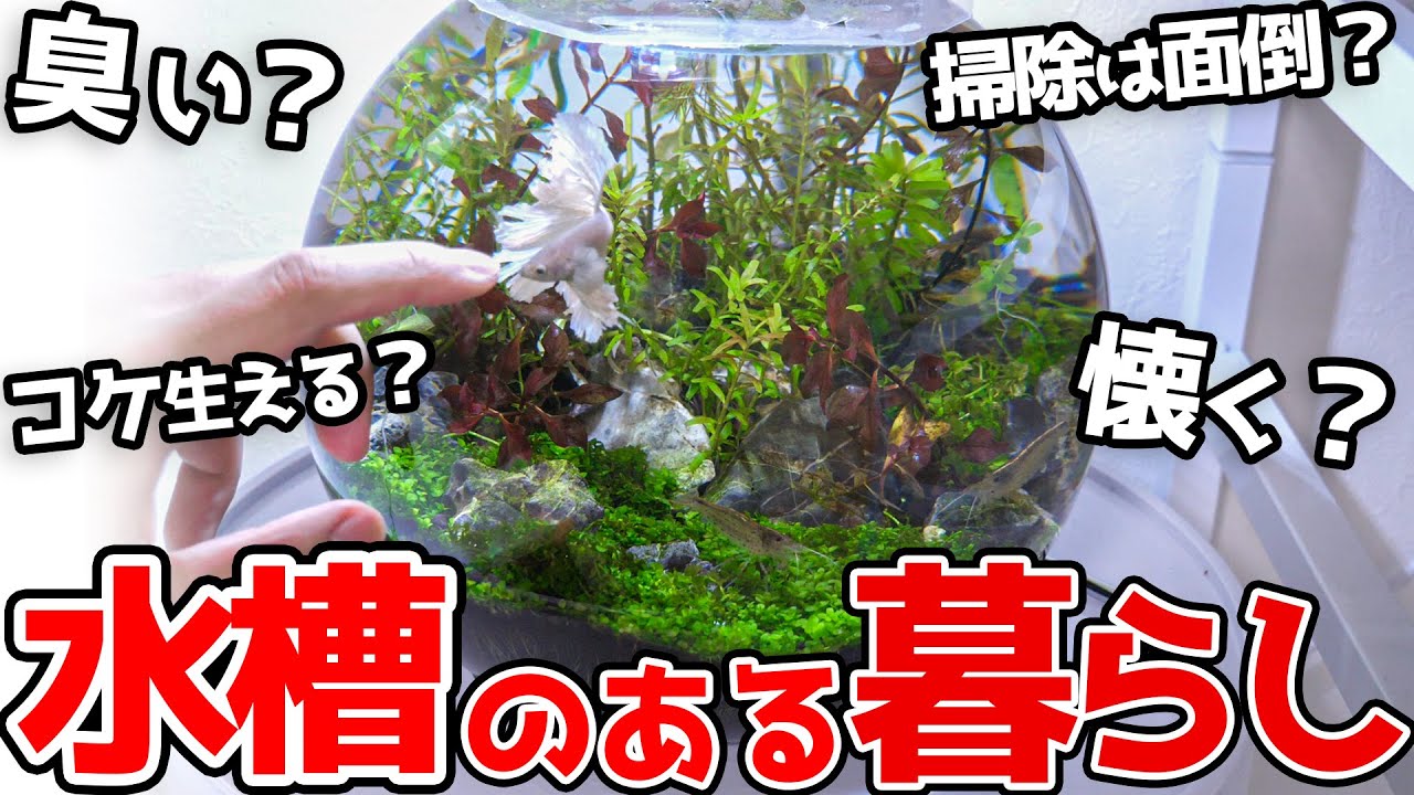 小さな水槽のある暮らし‼︎‼︎「ボトルアクアの不安」全部答えます！！
