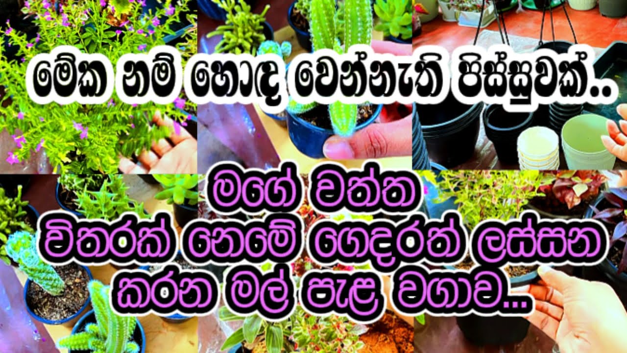 ❤️මනසට සුවයක් ගෙනෙන මගේ මල් පැළ වගාව.🪴Only for those who love flowers and plants❤️ #plants #home