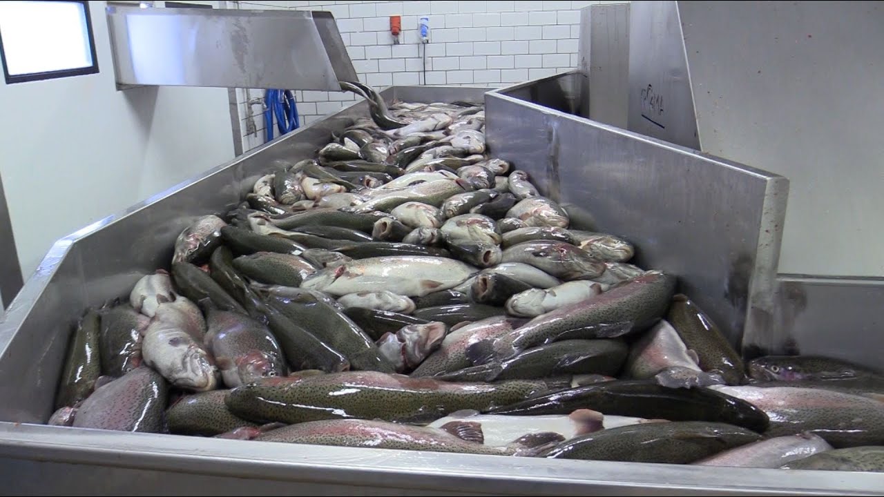 AquaPri slaughterhouse with razor sharp focus on quality and food safety