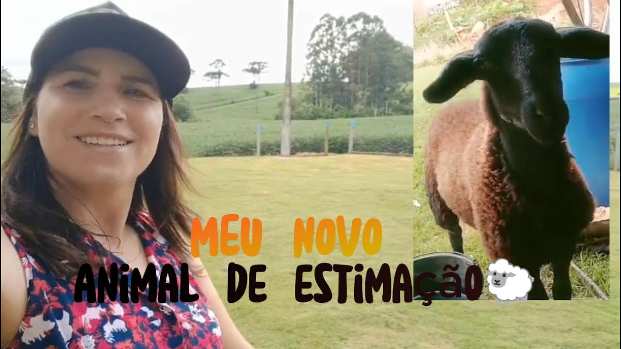 Olha Quem Vai Morar no Sítio 🐑💛 | Novo Animal de Estimação