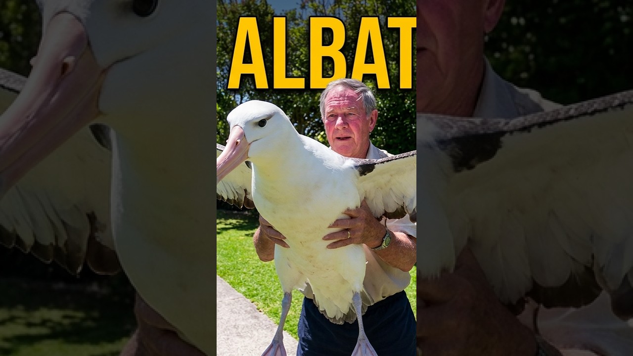 albatross bird #shorts