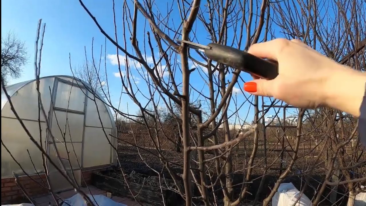Обрезка сильнорослой яблони. Простой способ «Третьей почки»! Если дерево растет вертикально, вверх.