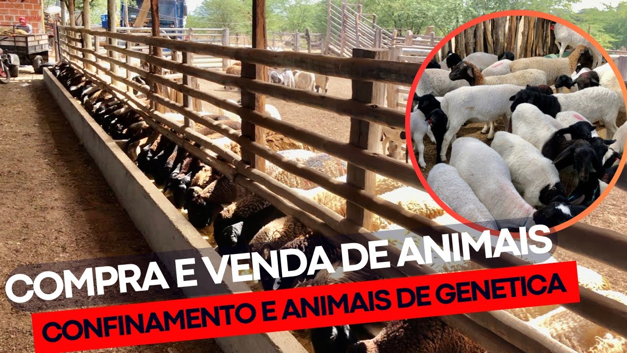 CONFINAMENTO DE OVINOS DE SUCESSO | GENÉTICA OVINOS WHITE DORPER