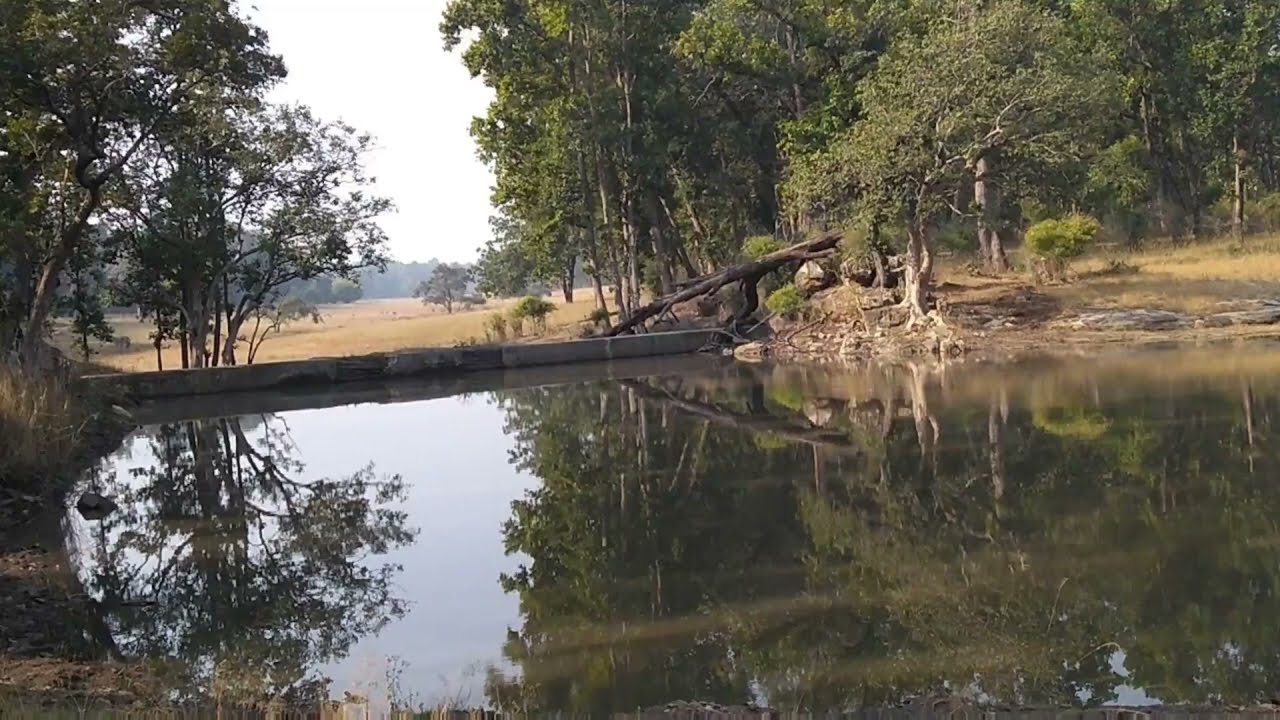 Bandhavgarh | Bandhavgarh National Park Photos #bandhavgarh 🐅🐯🐯🐯🐯🦌🦬🦉#repost 
