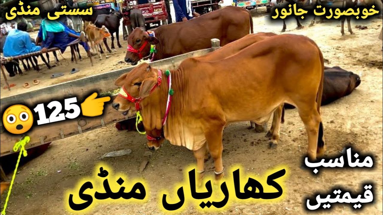 کھاریاں منڈی کی تازہ ترین صورتِحال|| سستی ترین اور خوبصورت بچھڑیاں ہر نسل میں شوق والی#gujratmandi 