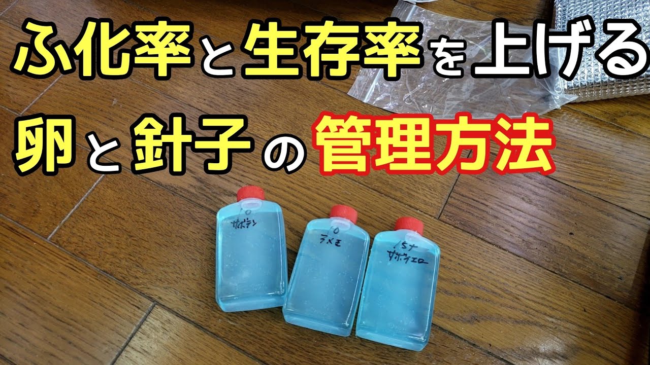 ヤフオクの卵の孵化率と針子の生存率を上げる方法【メダカ】