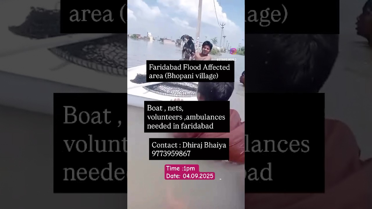 Urgent Help Needed In Faridabad #help #save #dog  #humans #faridabad #flood #shortsfeed #shorts