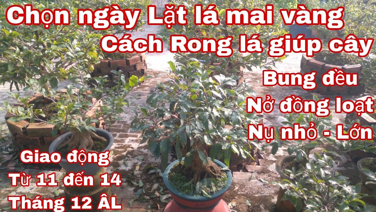Chọn ngày lặt lá mai vàng SBBL, Thủ đức, mai tàn rin.
