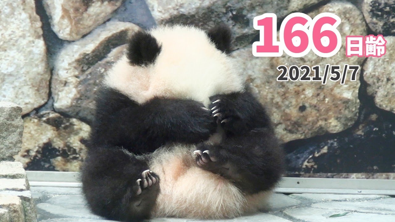 【パンダの赤ちゃん（楓浜）】つぶらな瞳はなに思う？（166日齢）