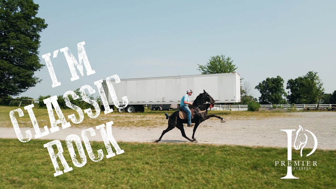 I'm Classic Rock - Three Year Old Stallions Contender