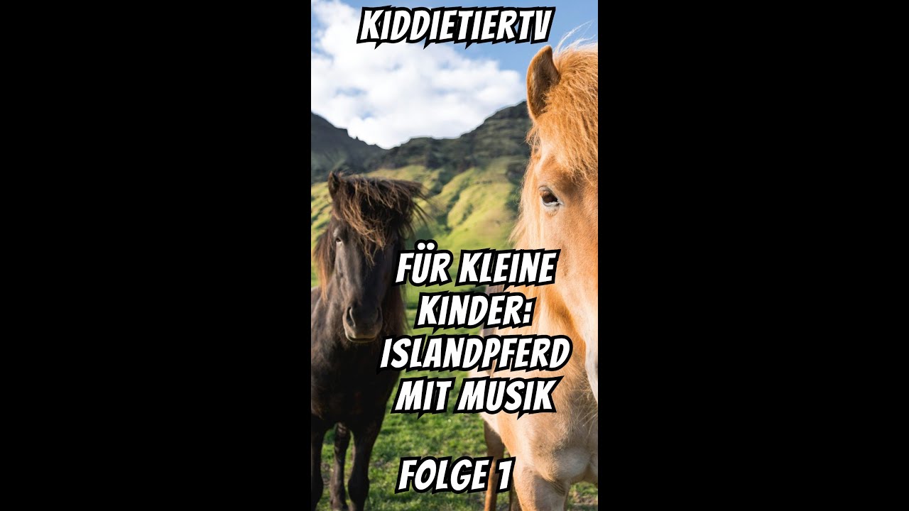 F&uuml;r kleine Kinder:  Islandpferd, Islandpony mit Musik.