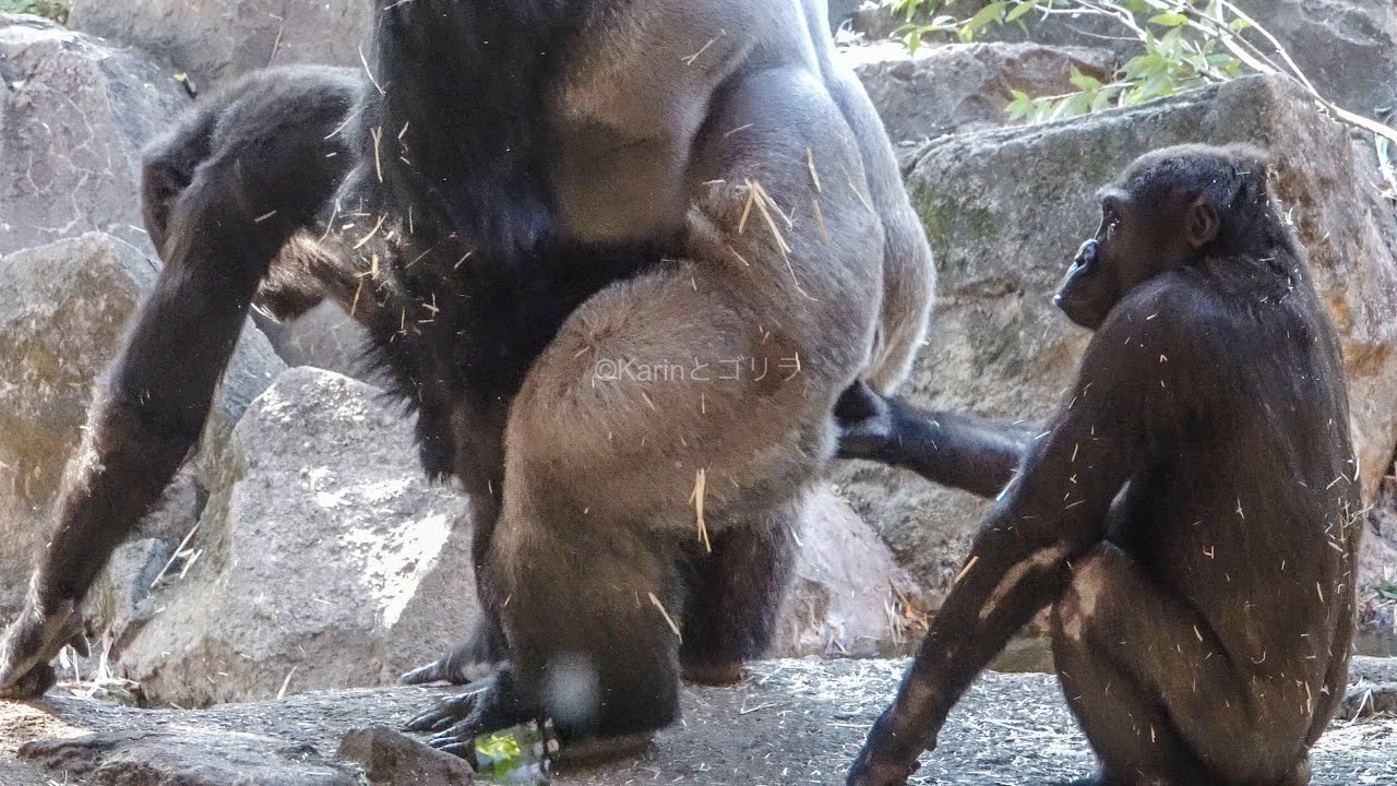 How gorillas react when a 9-year-old female is in estrus.｜U132