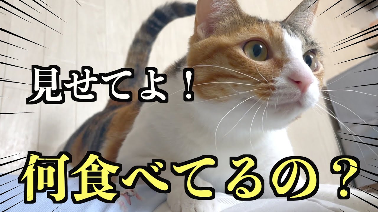【悶絶注意】飼い主が食べてるご飯を毎回聞きにくる猫