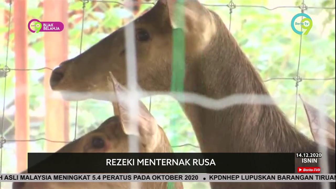 Kehebatan Penternak Rusa