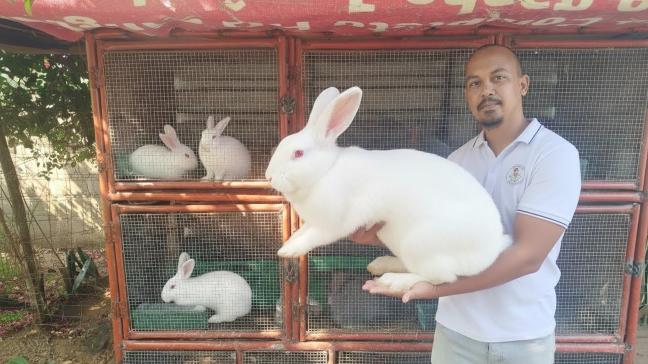 Secret revealed: how this young man raises New Zealand rabbits without losses!