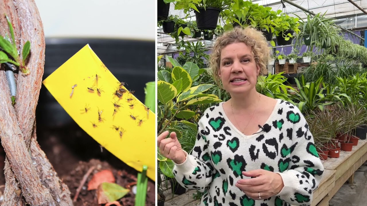 J'ai des aleurodes dans mes plantes